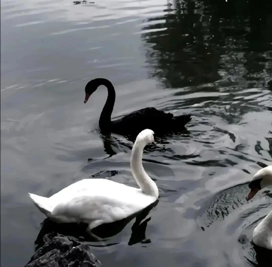 ins风黑色系女头,ins风黑色系美甲