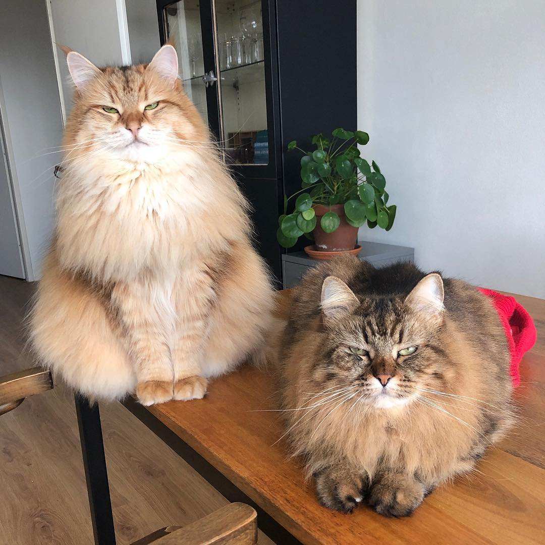 喝不了伏特加，养不起西伯利亚猫，咱来点俄罗斯游戏