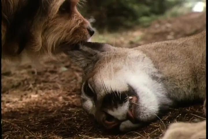 适合儿童假期观看的电影,儿童节就看这十部最好玩的电影