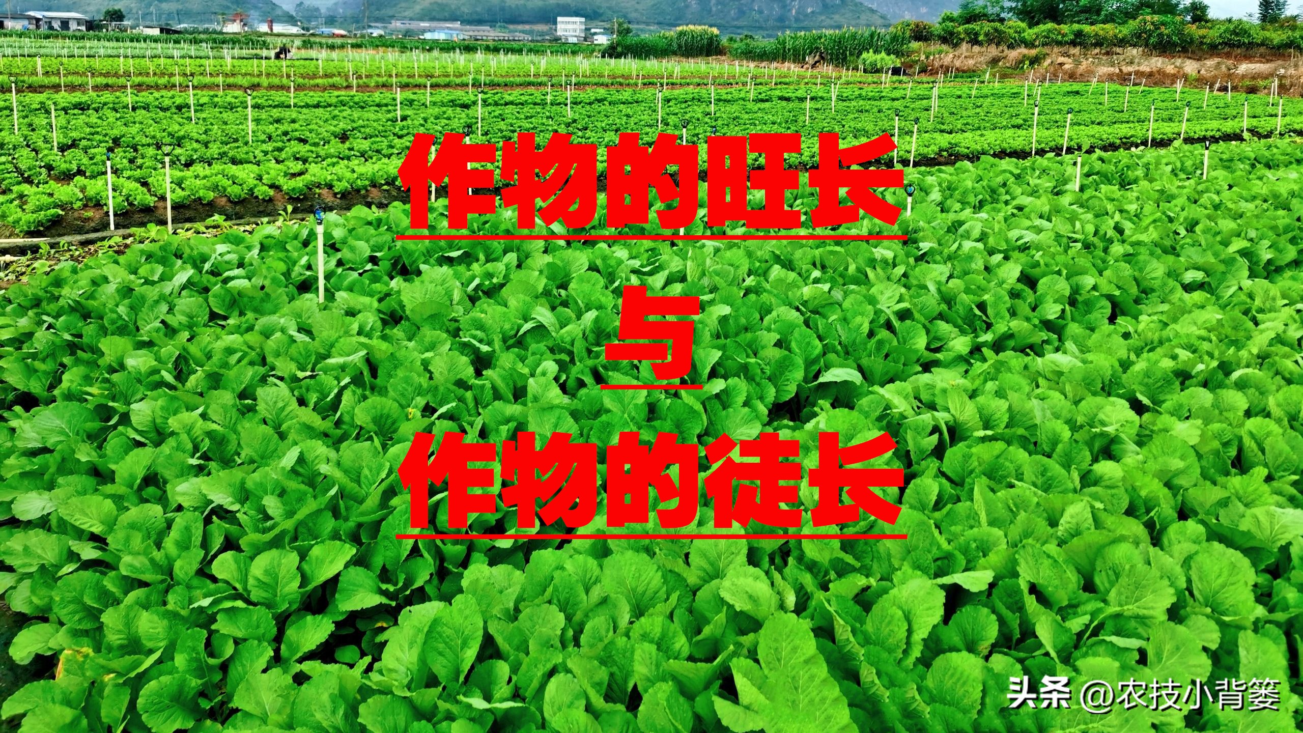 作物旺长怎么办,作物徒长问题及解决方案