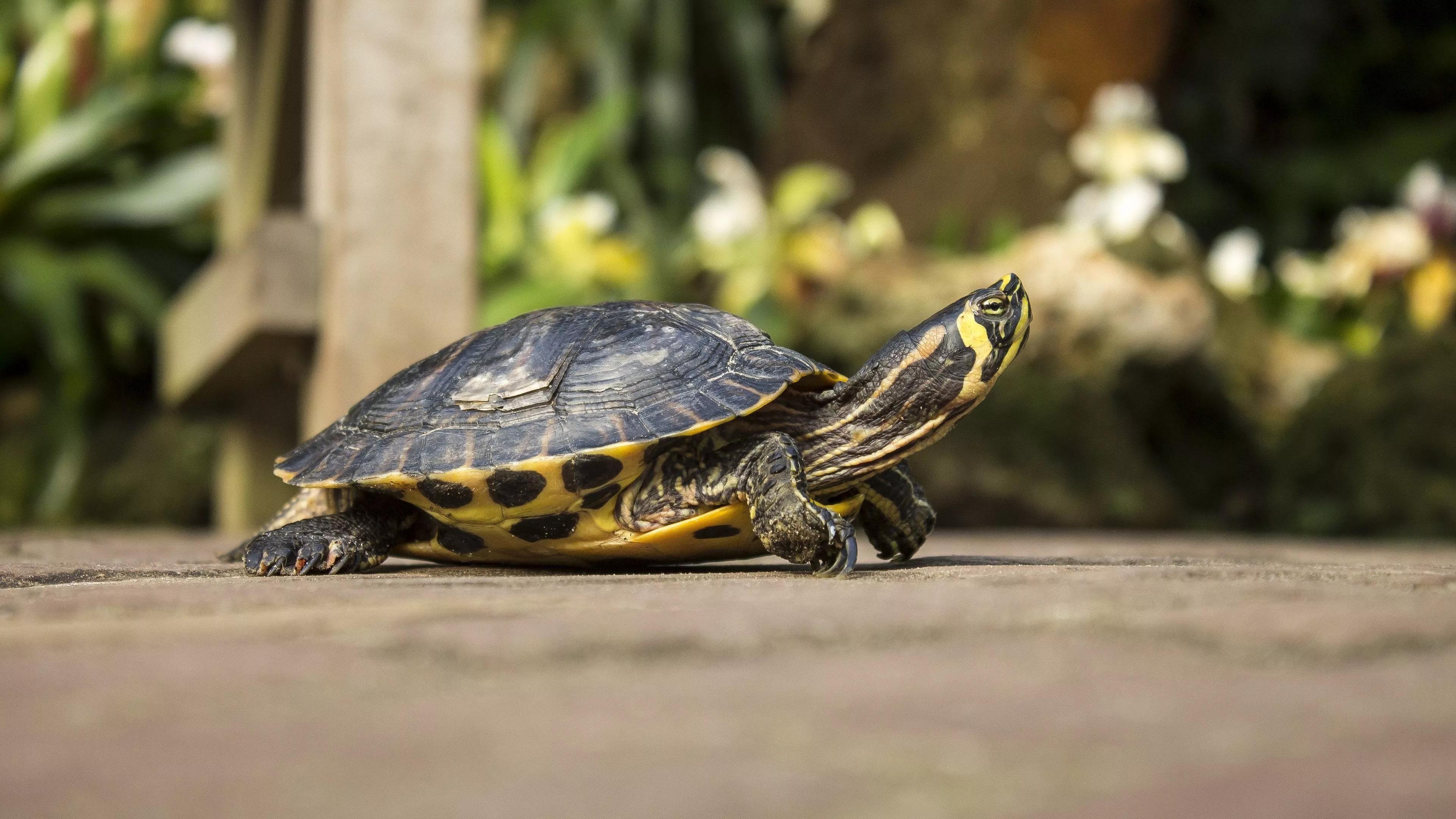 养了7年的乌龟为什么会死,养乌龟有哪些原因导致乌龟死亡的