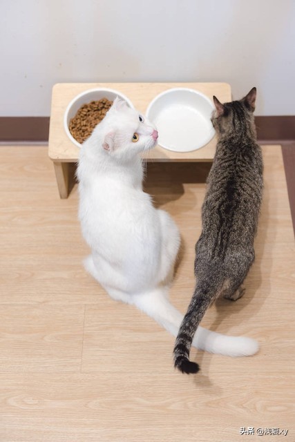 500块没治好一只猫拉肚子