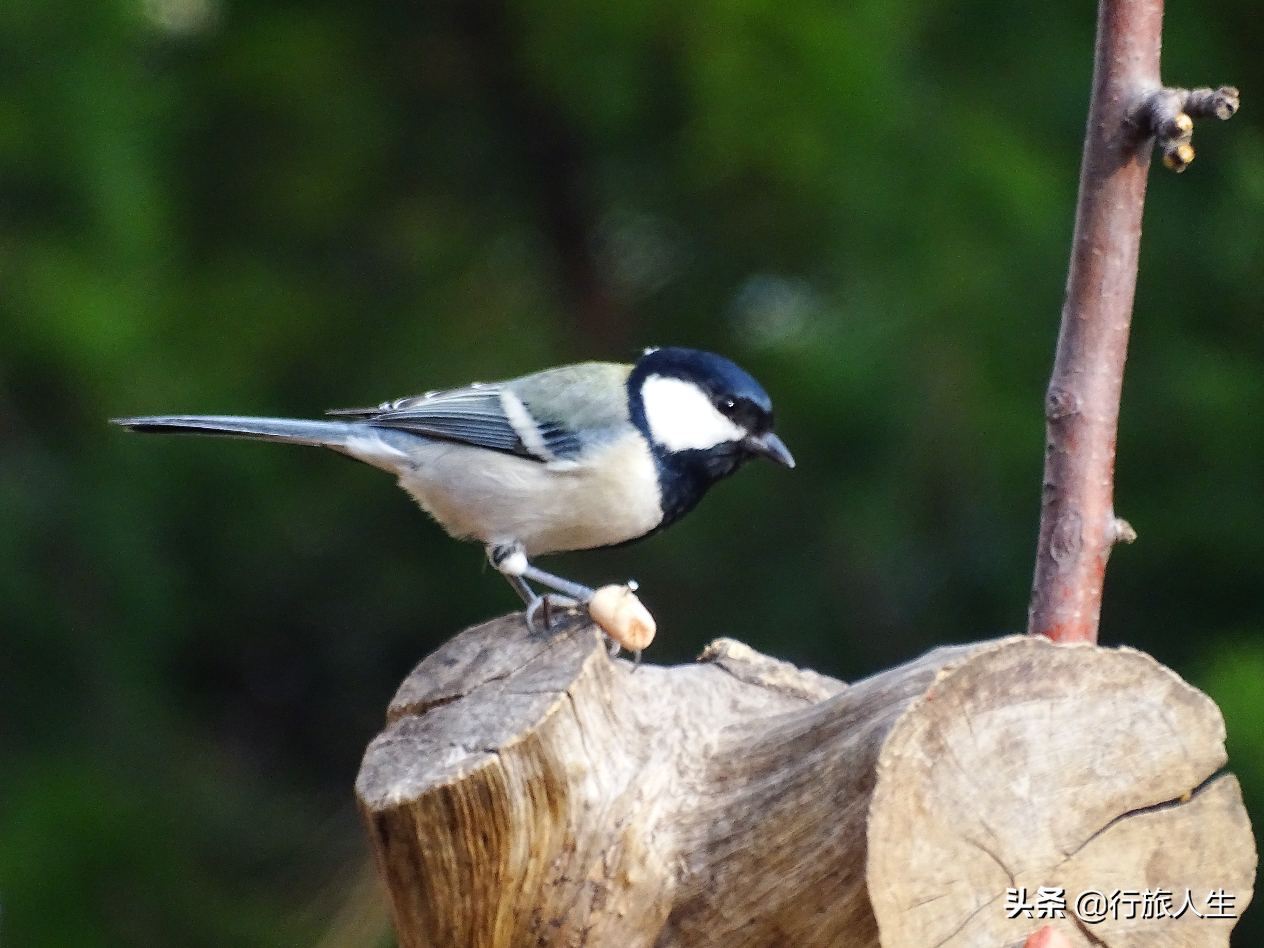 冬日的鸟儿文案,冬日鸟儿在树上图片