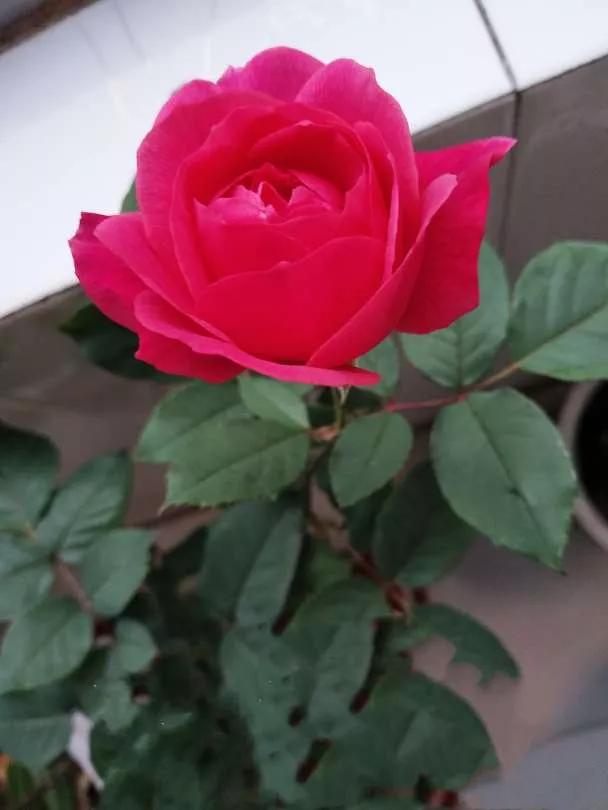 月季品种醉花,月季品种大全及图片欣赏