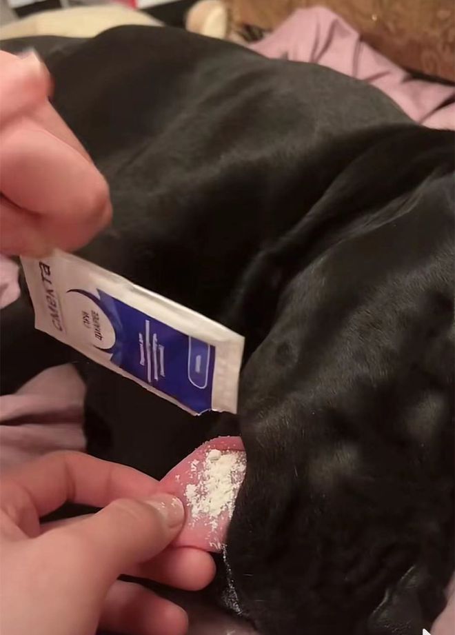 狗狗拉肚子快速解决方法,狗狗拉肚后拉不下粑粑怎么回事