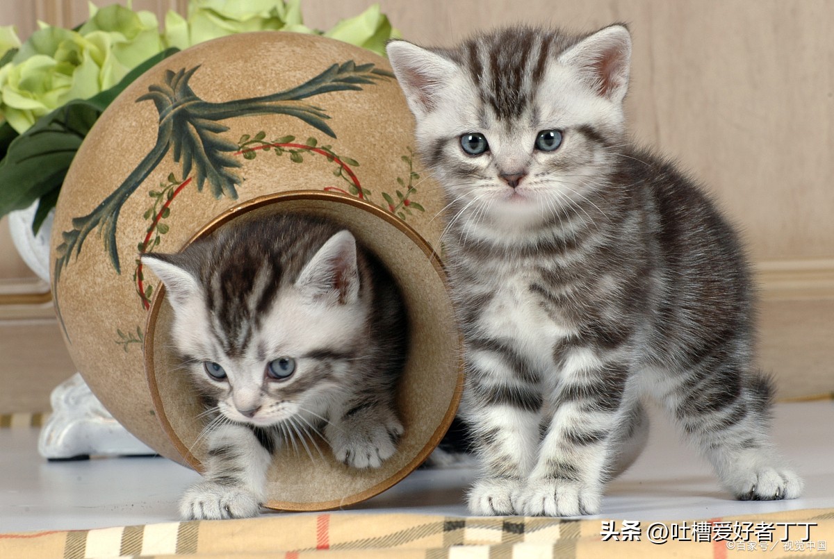 猫咪怎么定点撒尿,猫咪会定点大小便吗