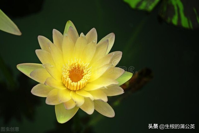 水生花卉栽培方法和技术,十种常见水生花卉