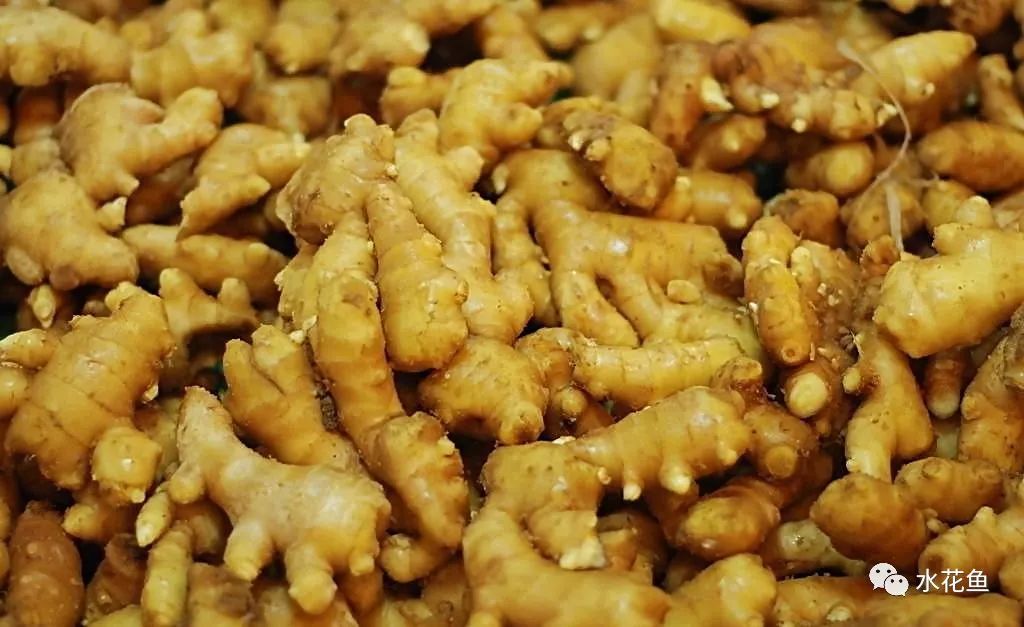 12种水产病害防治,你对水产动物病害的初步认识