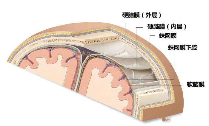 脑膜瘤属于哪个系统的疾病,怎样判断良性脑膜瘤和恶性脑膜瘤