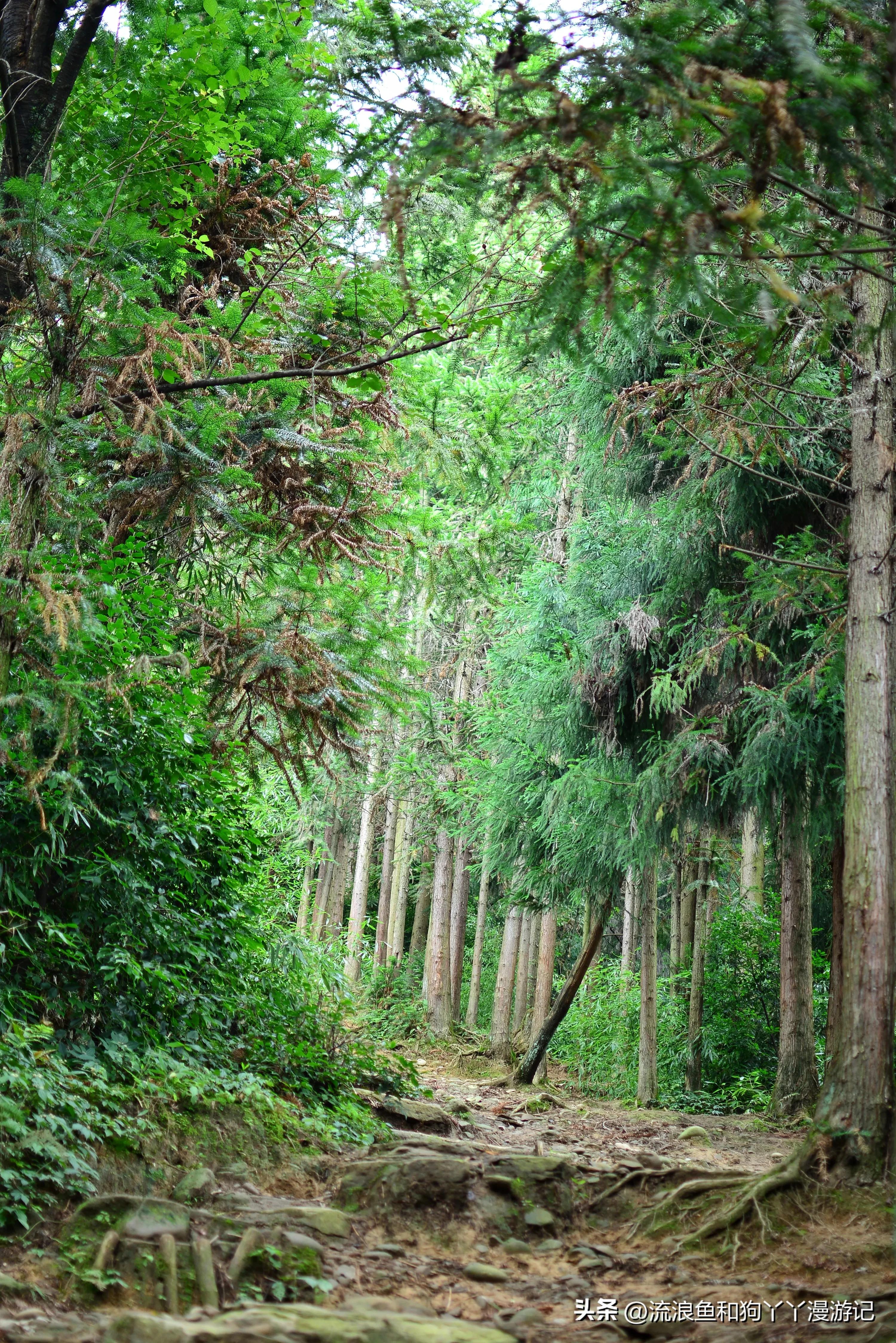 四月份成都近郊一日游好去处,2022成都近郊看雪一日游最佳去处