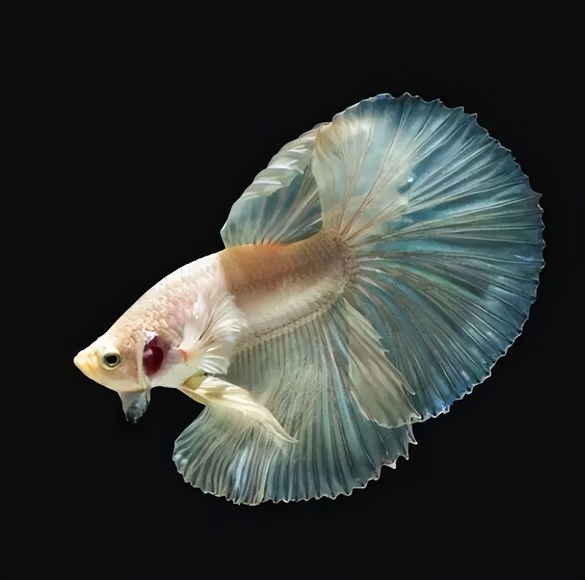 保姆级抠图教程1