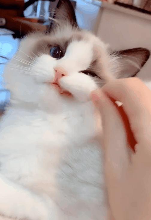 当十二星座遇见小猫咪会怎么样呢,十二星座的专属小猫咪