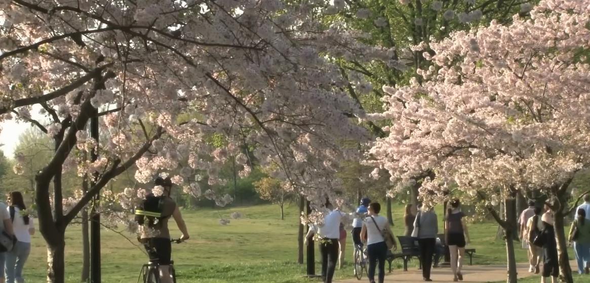 日本樱花季关西赏樱地攻略,关西赏樱旅游攻略