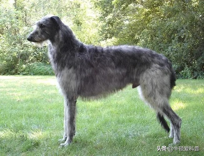 世界十大猛犬中国藏獒只排第二,世界猛犬排名藏獒只当小弟