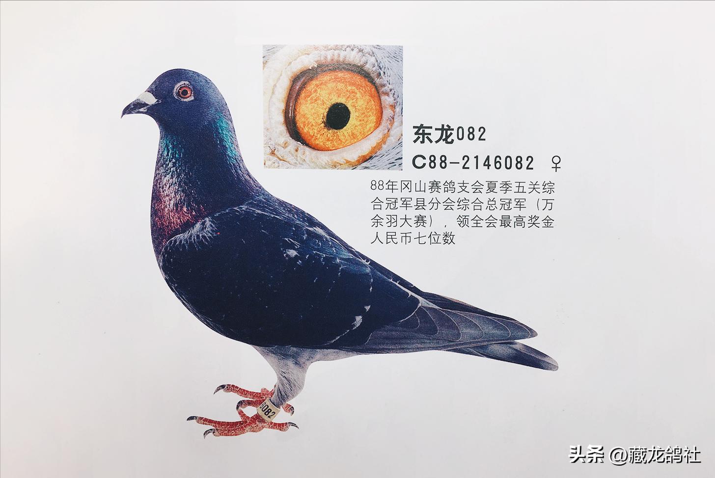 被两度禁赛的杰夫·冯莱尔袒露赛鸽的绝学