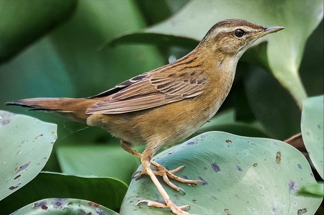 所有鸟图片大全大图,50张最佳鸟类摄影作品