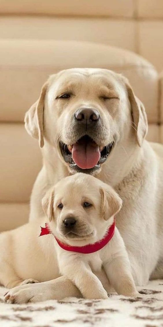 最受欢迎的宠物狗排名前十品种,十大最受欢迎的宠物狗品种排名