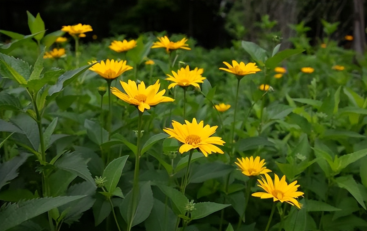 为什么没有人种洋姜,洋姜为啥没人种