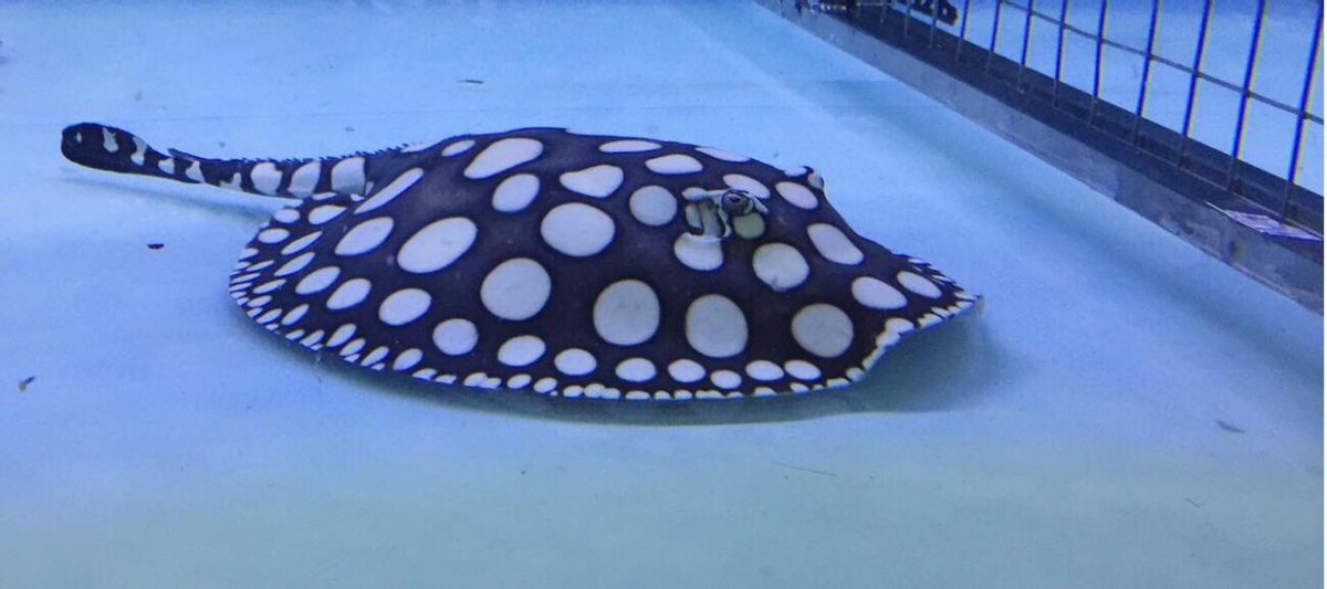 龙鱼缸混养哪些底层鱼好看,龙鱼缸配什么观赏鱼好