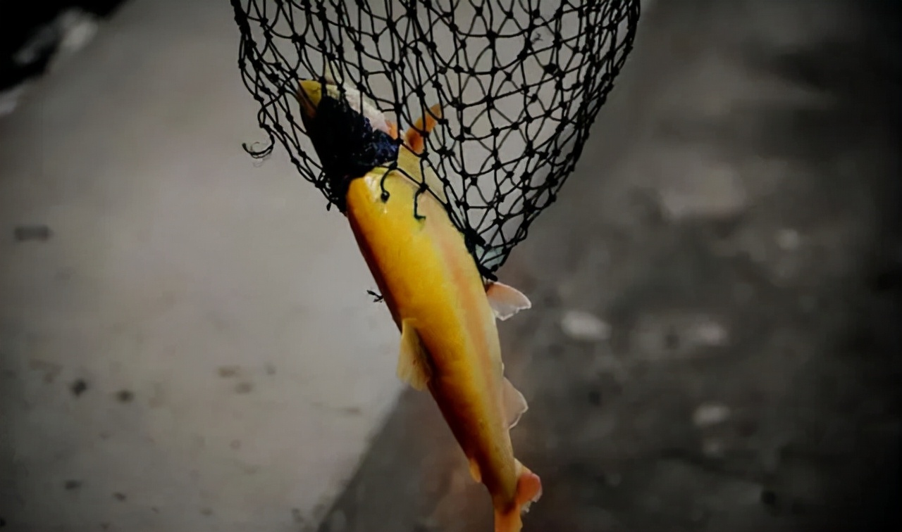 中国男排朱刚视频,男排朱刚的遗孀