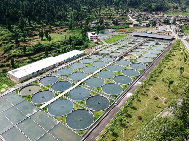 鱼子酱25万一小勺,顶级鱼子酱为什么这么贵