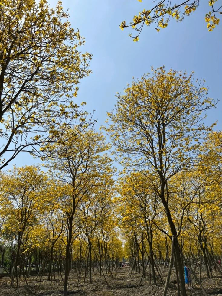 赏花黄花风铃木成都,成都绣球花打卡地