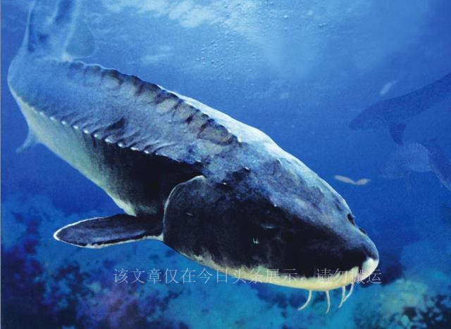 水下疯狗,水下疯狗侵入黄河