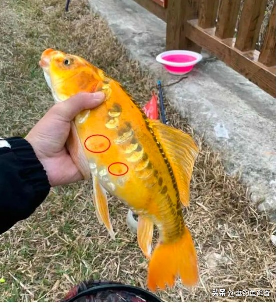 钓到黄金鲤鱼要不要放生,放生买什么鱼最吉利