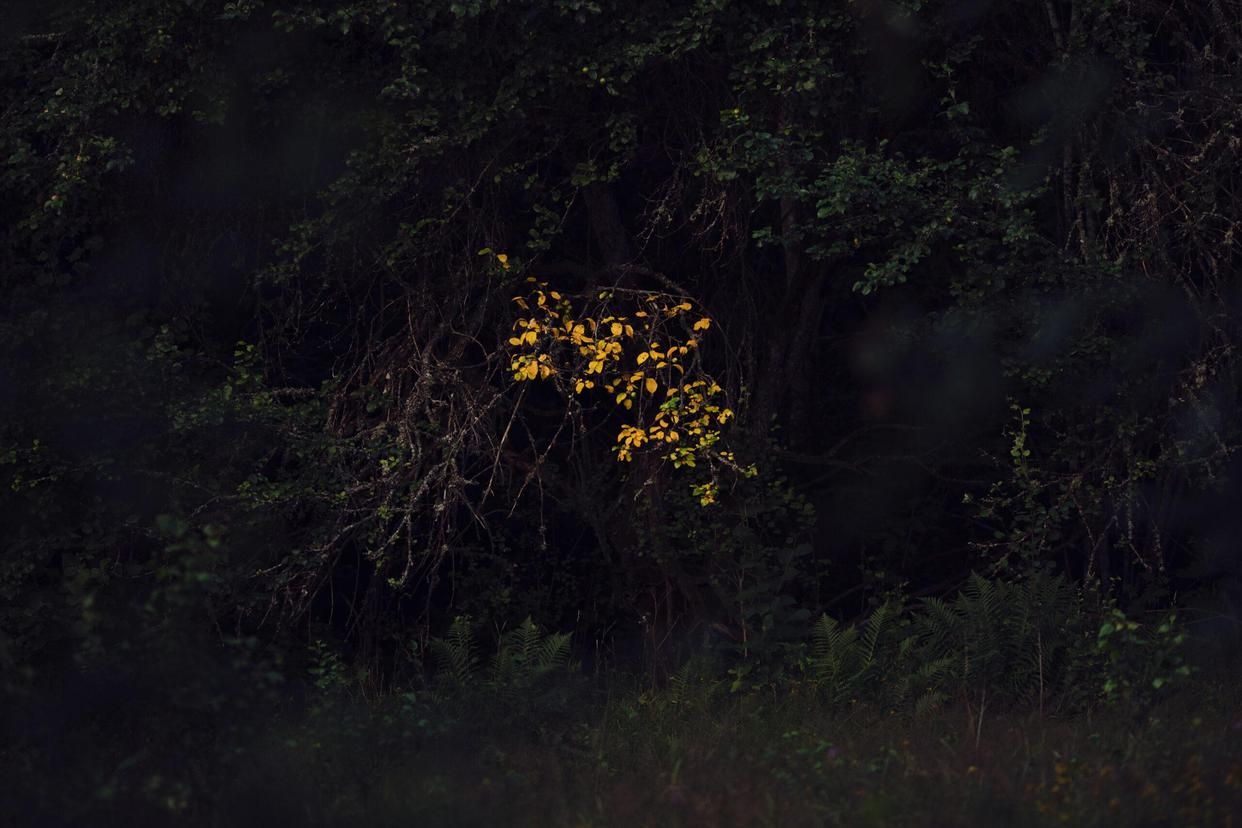 春夏秋冬最美的四首古诗词,古诗词里的中国四季之美