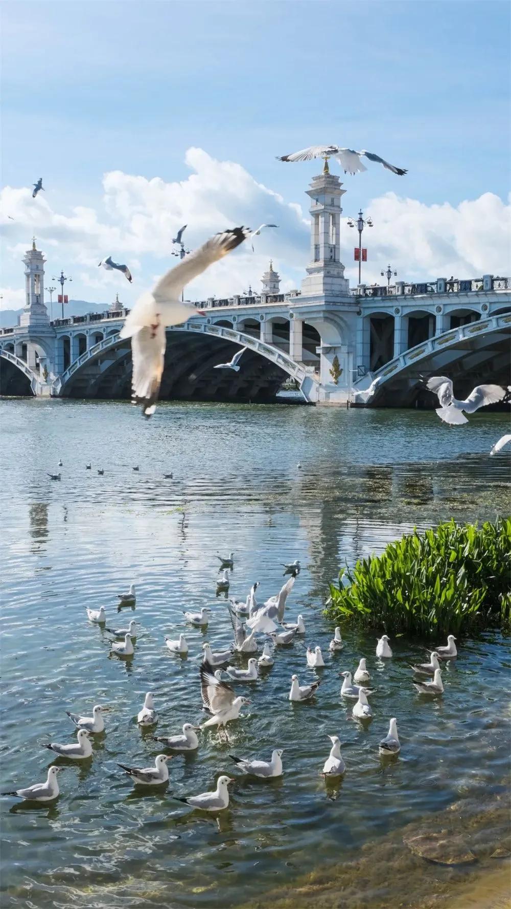 有一种生活叫大理的含义,有一种生活叫大理图片