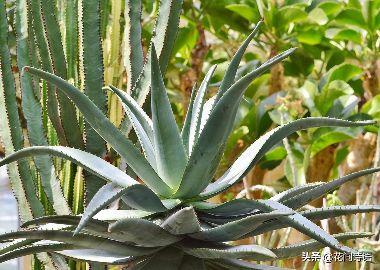 新房装修去甲醛最好的绿植,室内什么绿植去除甲醛效果最好