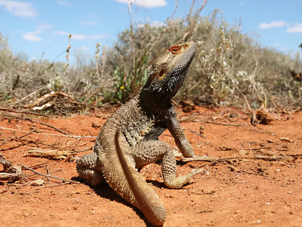 卡戴珊被吐槽,卡戴珊被批评作秀