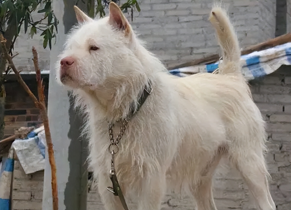 为什么越来越多人弃养狗,为什么有很多人养了狗感觉比人好