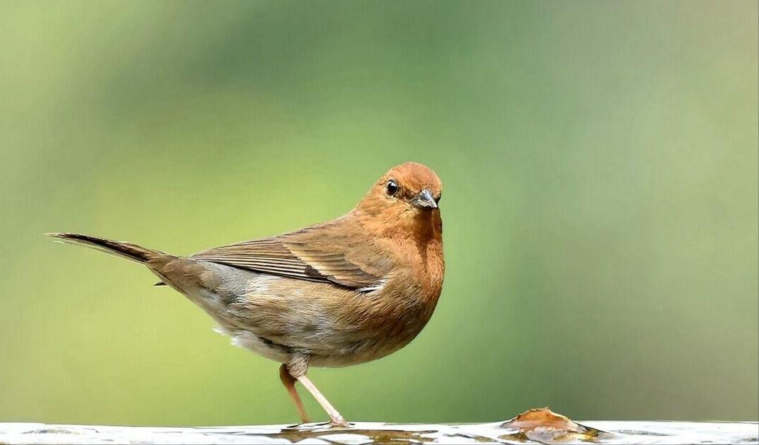 所有鸟图片大全大图,50张最佳鸟类摄影作品