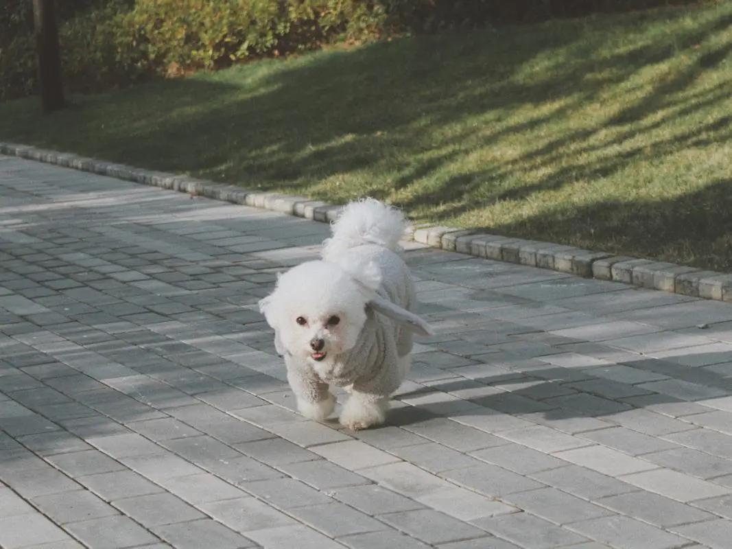 比熊怎么挑狗粮,比熊怎么挑才健康