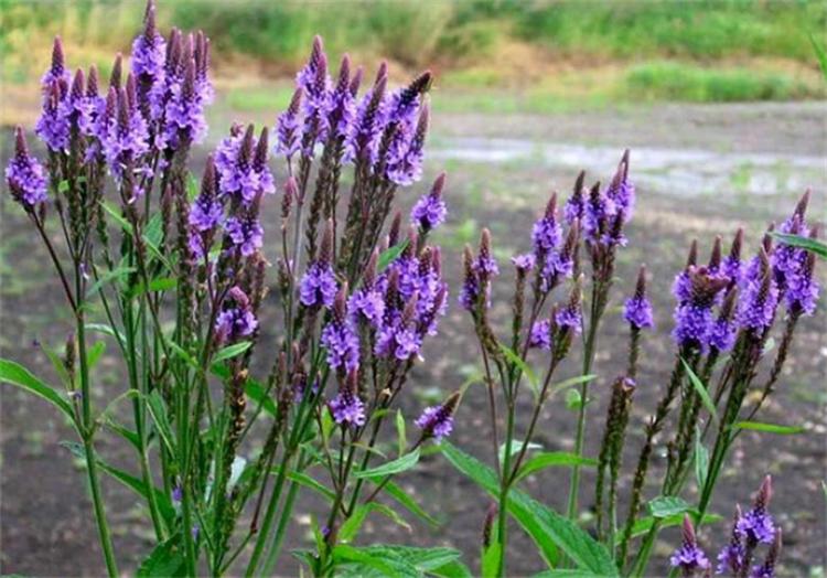 这种野马鞭草，在亚欧大陆均有分布，美似薰衣草，关注的人却不多