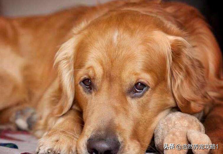 金毛挑食的最佳方法,金毛挑食怎么办教你2个方法