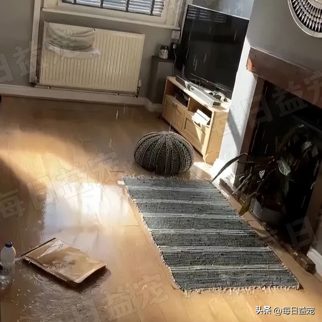 搞笑！豹猫意外将花洒打开，担心被主人发现，这货赶紧手动抢救