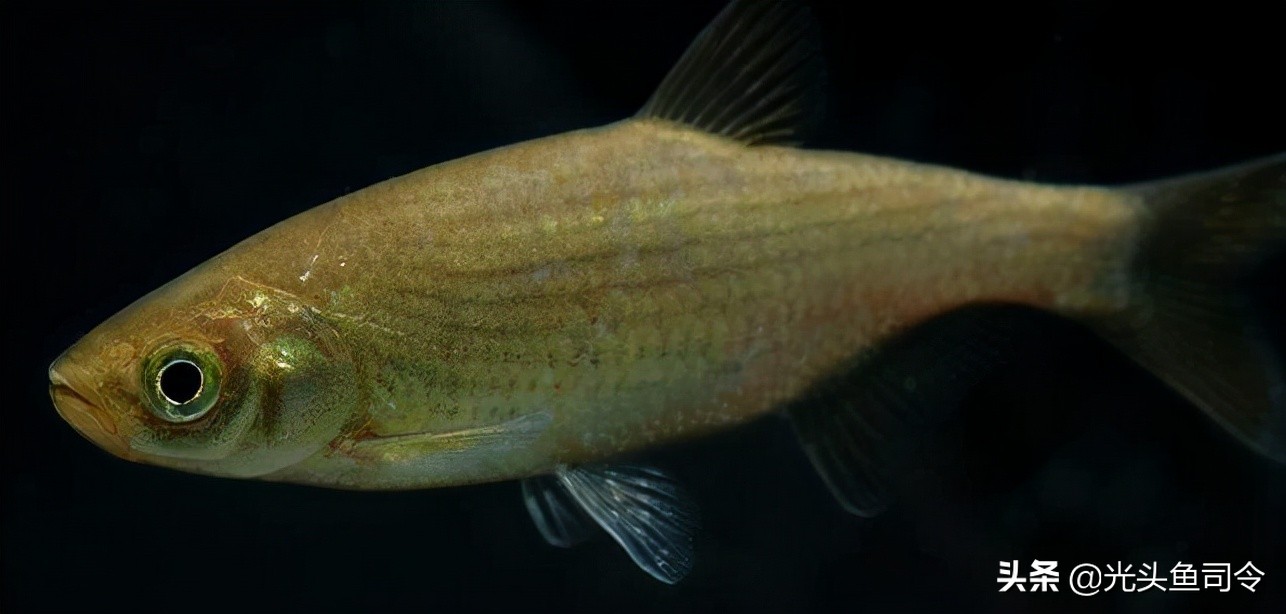 钓鱼钓到保护鱼种放了违法吗,钓鱼犯法的鱼类有哪些种类