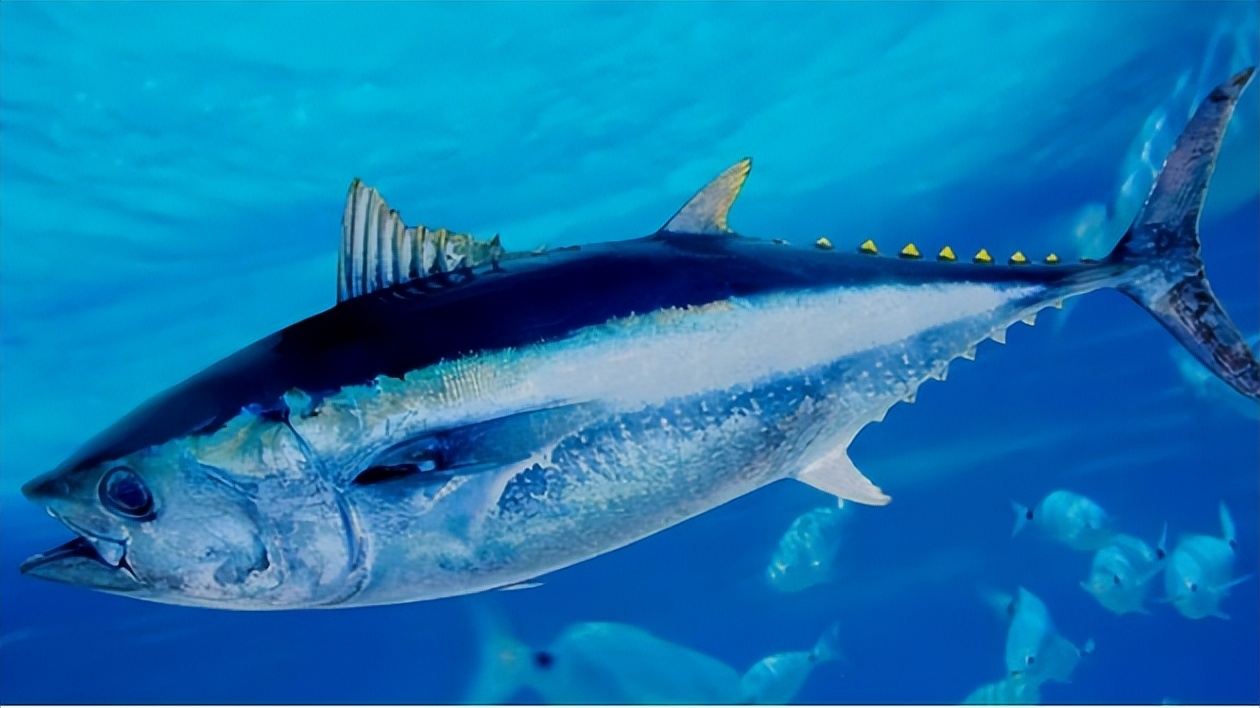 海鲜顶级食材,全球十大最贵海鲜