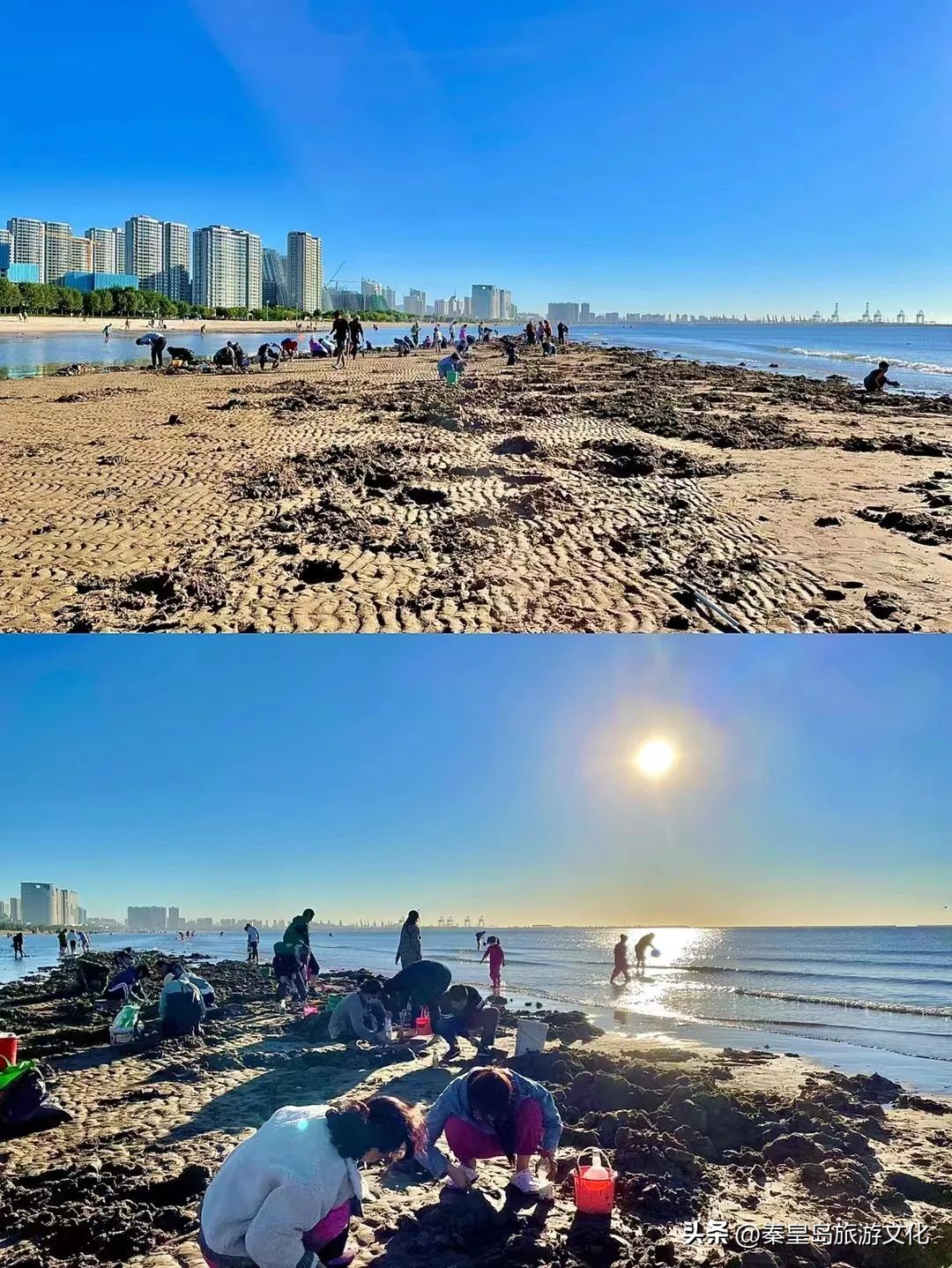 秦皇岛赶海海鲜都有什么,秦皇岛哪里可以赶海捉海鲜