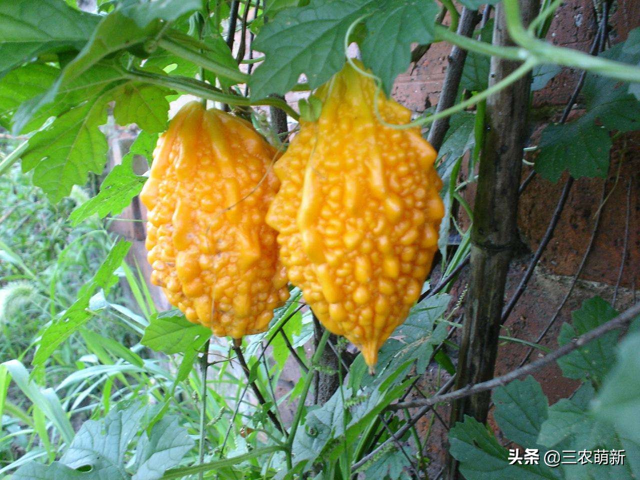 十大消失的水果,被遗忘的水果有哪些