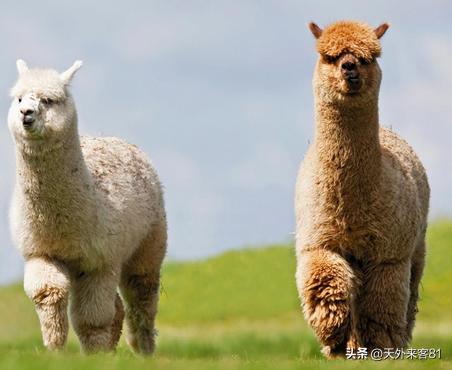 每日一动物：羊驼「yángtuó」