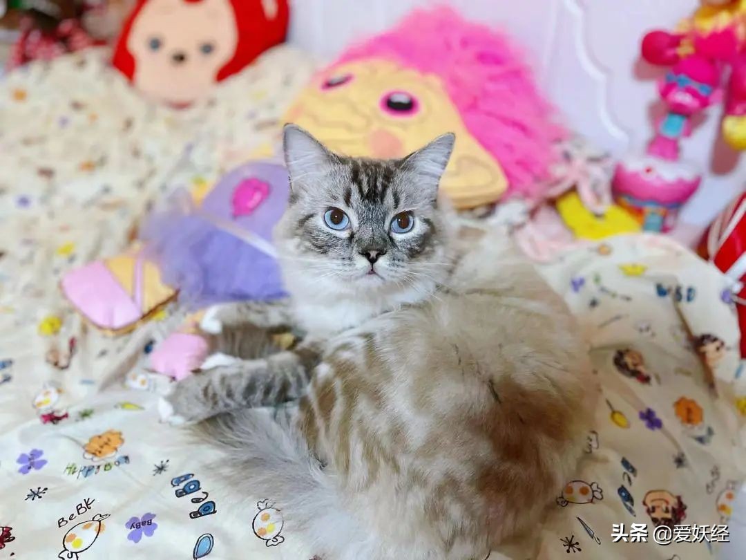 红狗小绿罐怎么样,月销量1000算不算冷门车