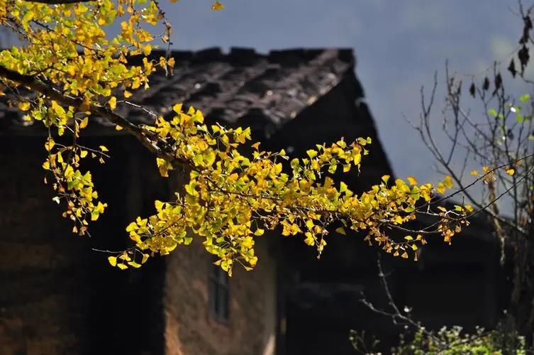 适合秋日的文案,适合秋日的古风文案
