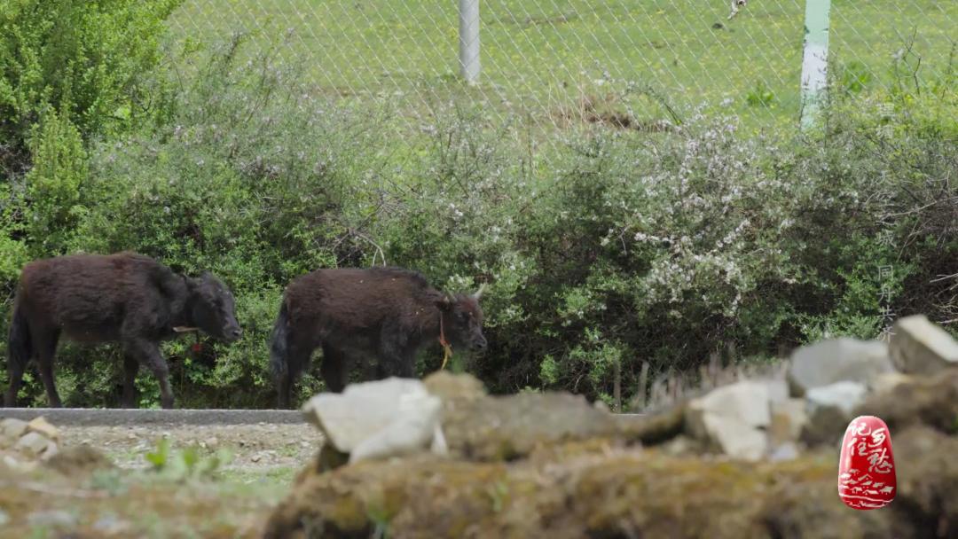 理塘山上的天空之城字样,川西天空之城理塘