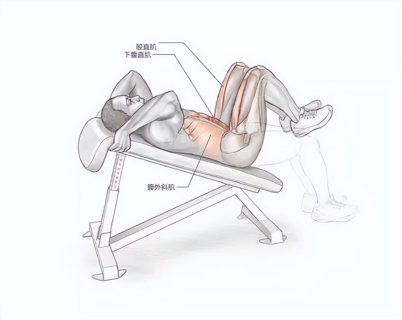 一天就能练出腹肌马甲线的动作,腹肌马甲线练习最佳时间与动作