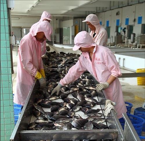 臭水沟中的罗非鱼为啥不能吃,臭水沟里的罗非鱼可以养可以吃吗