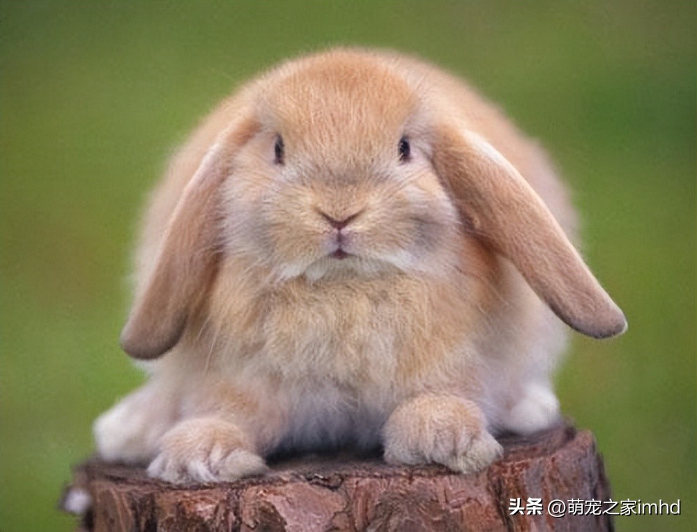 荷兰垂耳兔长大后多大,荷兰垂耳兔怕人吗