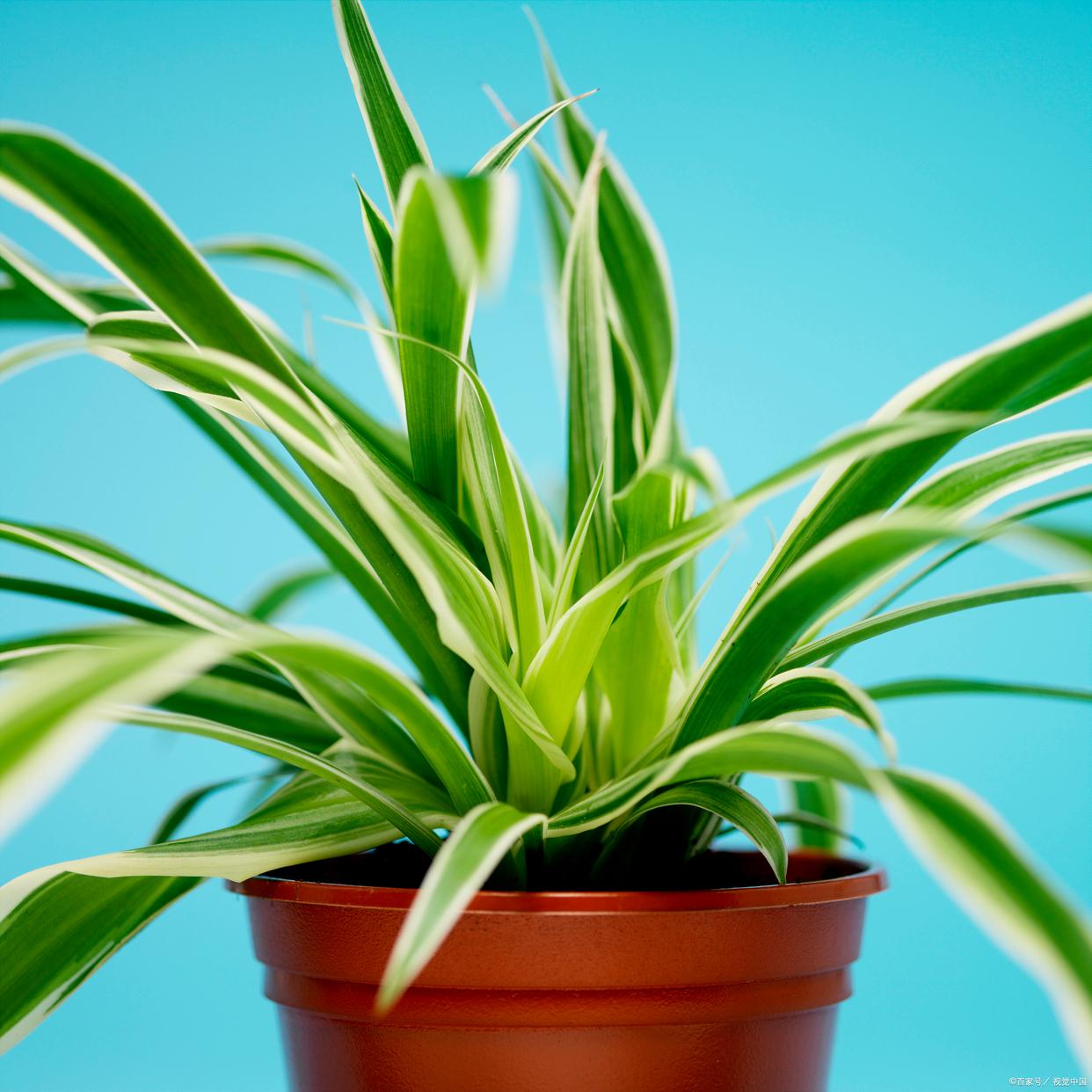 金边吊兰换盆后叶子发白怎么了,吊兰叶子发白怎么回事